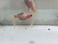 金魚の卵について うちにきて10ヶ月の4 5cm程の子で内 Yahoo 知恵袋