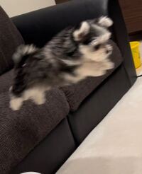 プードルがソファーから飛び降りる対策 ご家庭によって違 Yahoo 知恵袋