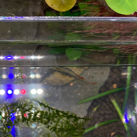 熱帯魚 ミクロラスボラハナビ の不調について質問です 画像のハナ Yahoo 知恵袋