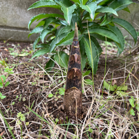 庭に筍 と思われるものが生えているのを発見しました もし筍だとしたら Yahoo 知恵袋