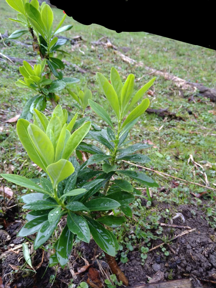 この草は何ですか 草と言うかマテバシイに見えます Yahoo 知恵袋