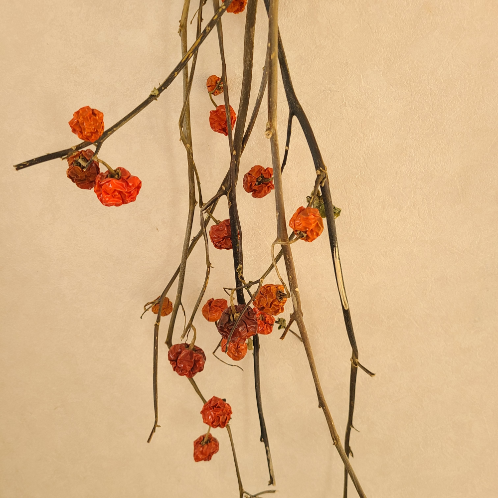 ドライフラワーのように飾ってありますが いただいたときはパチッとした実でし Yahoo 知恵袋