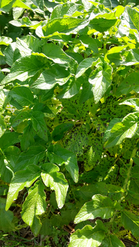 じゃがいもの葉っぱが写真のような状態です モザイク病でしょうか 特に元気が Yahoo 知恵袋