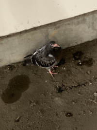 この鳥はなんていう鳥ですか 鳩とは違いますか Yahoo 知恵袋