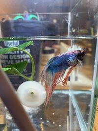 ベタ腹水病でしょうか 便秘でしょうか こんにちは 数日前か Yahoo 知恵袋