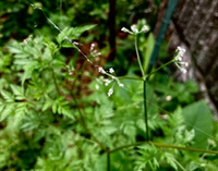 にんじんの葉みたいな草に花が咲きました 2mmくらいの白い花です Yahoo 知恵袋