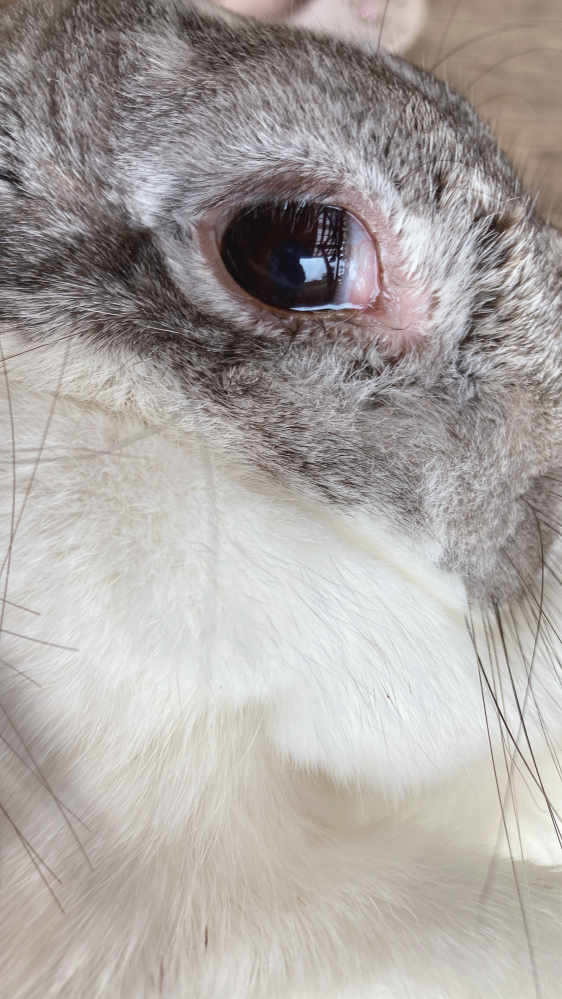 天才少女マキさんとこの、ハムスターはお元気ですか？海外に行ってる間はどうされた... Yahoo!知恵袋