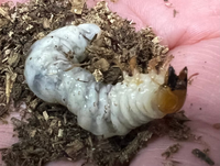 コクワガタの幼虫について教えて下さい2年前の夏にコクワガタ を拾 Yahoo 知恵袋