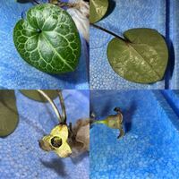 先日山で綺麗なカンアオイを見つけて採ったのですが 種類はヒメカンアオ Yahoo 知恵袋