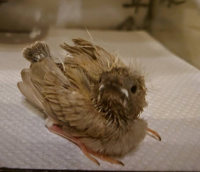 今日 キンカチョウの雛が死んでいました 同じ部屋にずっといて6時間前まで餌 Yahoo 知恵袋