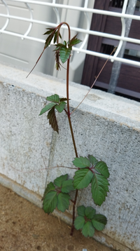 この植物はなんていう名前でしょうか ヤブカラシ ヤブガラシ Yahoo 知恵袋