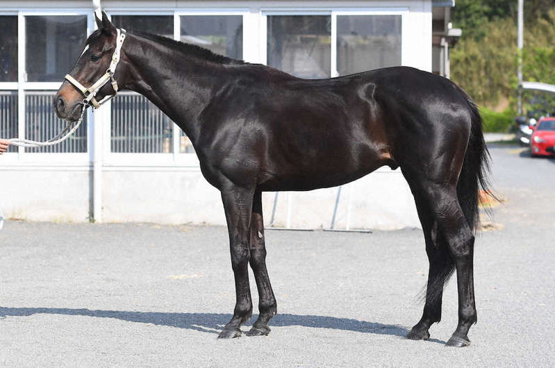 なぜ馬体写真は頭が左に行く 体の左側を見せる ように撮るのでしょうか Yahoo 知恵袋