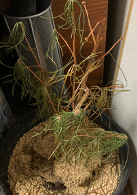 去年6月に買った高野槙の苗を育てていましたら この冬に枯れてしまいました Yahoo 知恵袋