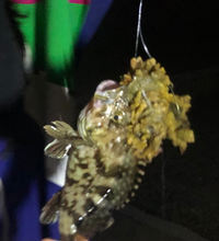 昨日 カサゴを釣ったらカサゴの頭に黄色 ピンク っぽいスポンジの様な物がく Yahoo 知恵袋