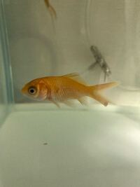 金魚の薬浴について 先日からレモンコメットの体調が優れず 尾 Yahoo 知恵袋