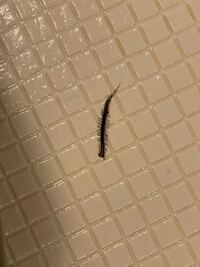 お風呂にムカデが出ました なんていう種類ですか とても小さかったので Yahoo 知恵袋