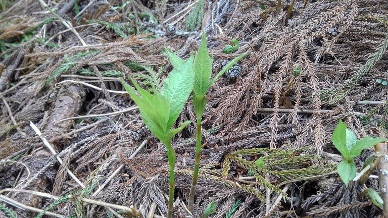 この植物はなんですか ヒトリシズカフタリシズカどちらか だと思い Yahoo 知恵袋