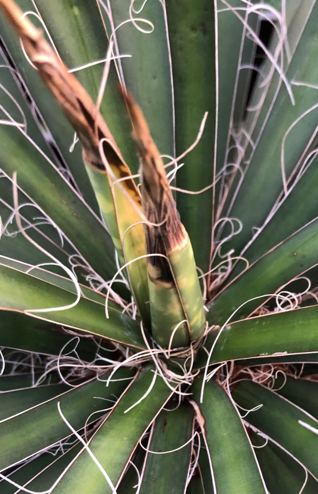 地植えしているユッカ・フィリフェラに虫がついて困っています 地植えしているユッカ・フィリフェラに虫がついて困っています