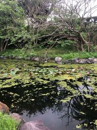 田んぼに 浮き草があっていいんですか 田んぼでお米を育てていて 浮き草を見 Yahoo 知恵袋