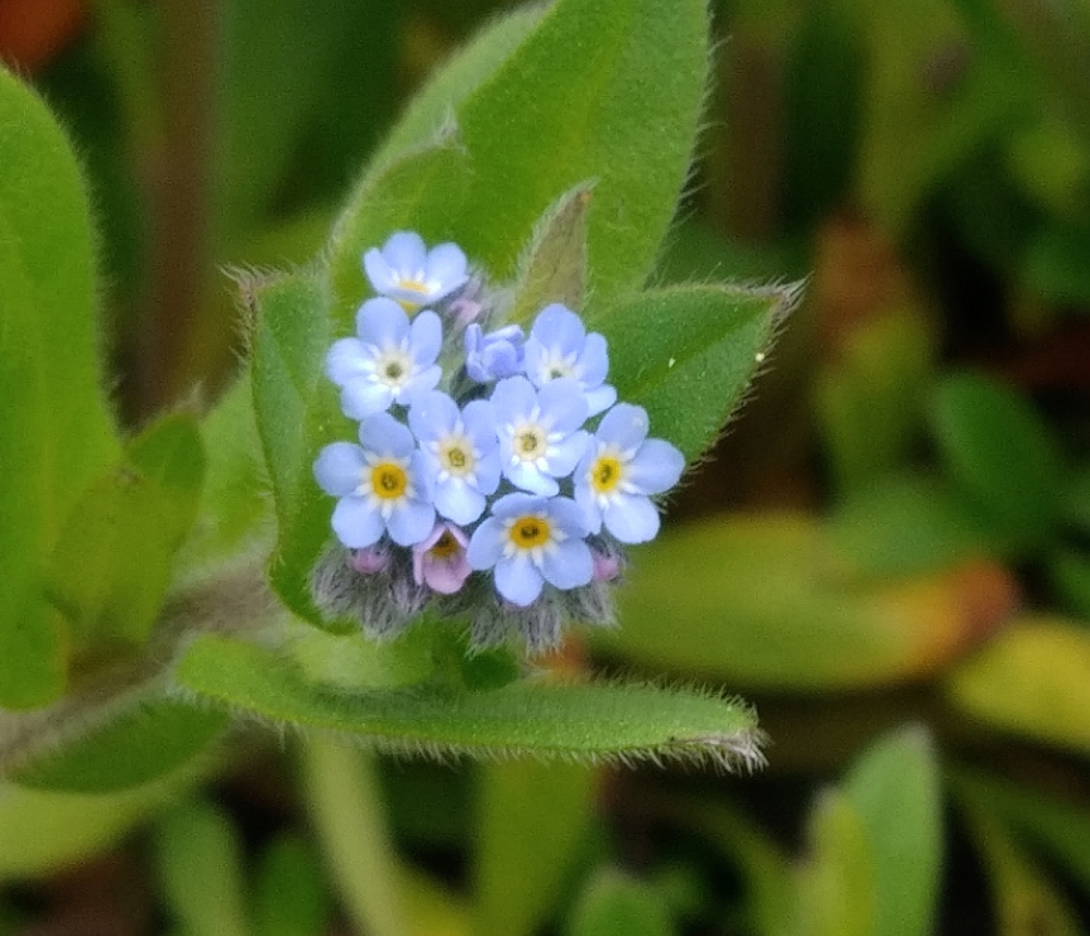 毎年庭に咲く花 ワスレナグサと思っていたのですが 正確には違うよ Yahoo 知恵袋