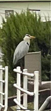 これはなんの鳥ですか アオサギではアオサギ 写真あります Http Yahoo 知恵袋