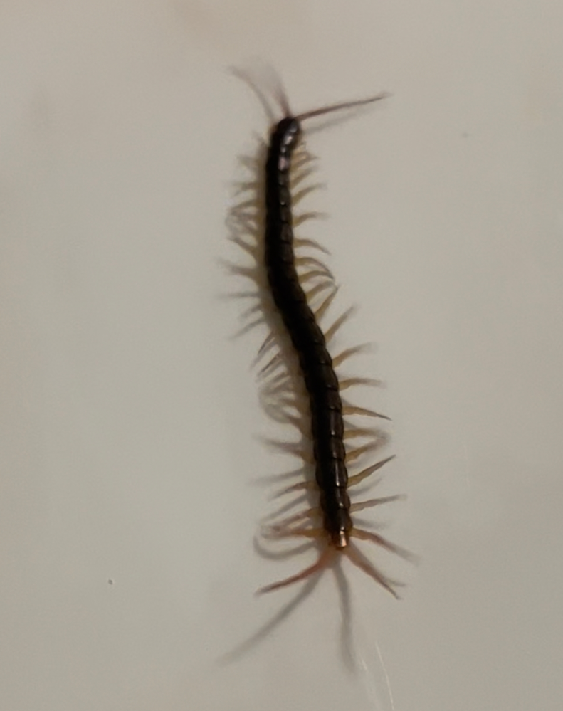 これはムカデですか アオズムカデです 毒性は強いので家内に Yahoo 知恵袋