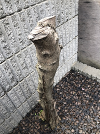 オリーブの木について質問です 地植えのオリーブの葉が茶色く枯れて Yahoo 知恵袋