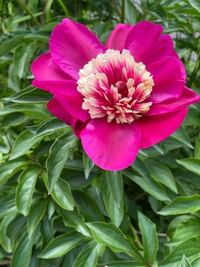 芍薬の挿し木に成功 他に成功した方 いらっしゃいますか 花屋さ Yahoo 知恵袋