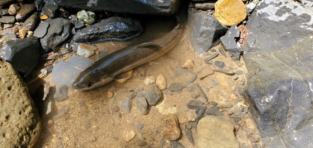 これは何ていう魚ですか 岩魚ですね Yahoo 知恵袋