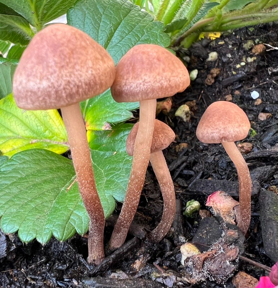 この写真のキノコはなんて言うキノコですか 庭で 小さいプラ Yahoo 知恵袋