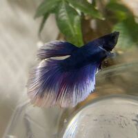 ベタの状態について質問です 数日前から元気がなく 水槽内で動かずに縦に Yahoo 知恵袋