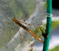 この虫はなんでしょう ミズカマキリのようですが頭の位置も変で 呼吸管 Yahoo 知恵袋