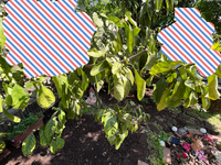 今年はみかんの花が不思議な事に一輪も咲きません 毎年100個以上 Yahoo 知恵袋