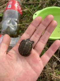 なんの亀の赤ちゃんですか これはクサガメです 甲羅に3本の Yahoo 知恵袋