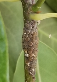 シラカシの木についていました これはなんという種類のカイガ Yahoo 知恵袋