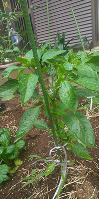 ピーマンの育て方を見ていて 一番果は長くあると株が弱ってしまう為 Yahoo 知恵袋