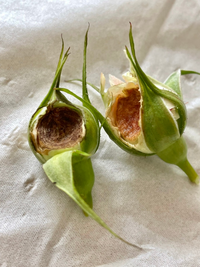 薔薇の蕾が開く前に虫に食われたみたいに穴が開けられてしまうので Yahoo 知恵袋