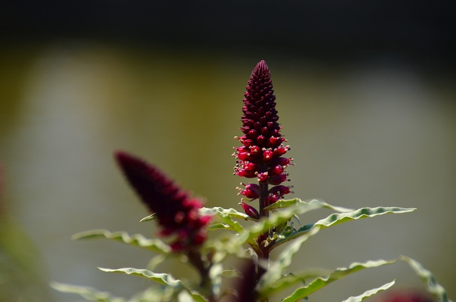 植物です 田舎道を歩いていて見つけました 何という名前でしょうか Yahoo 知恵袋