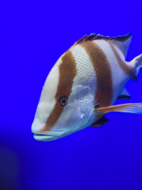 海遊館で見かけたこのお魚の名前はなんというのでしょうか 教えてください Yahoo 知恵袋