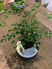 ホームセンターで観葉植物を購入したのですが観葉植物とだけ書いてあり名前がわ Yahoo 知恵袋