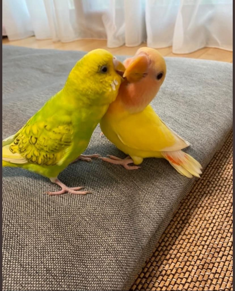 セキセイインコの噛み癖 5ヶ月のインコの噛み方が痛くて困っています Yahoo 知恵袋