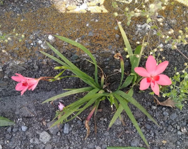 この花の名前を教えてください スミレの一種かと思いましたが 葉の Yahoo 知恵袋