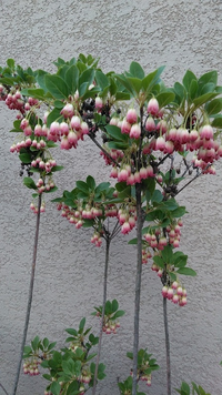 植物です 今日散歩途中で見かけました ドウダンツツジだと思うので Yahoo 知恵袋