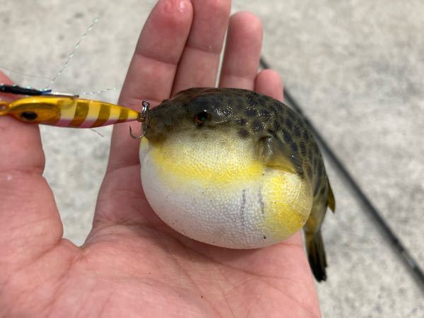 これは何フグでしょうか ヒガンフグですね 表面はイボイボの Yahoo 知恵袋