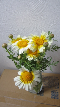 春菊の花は食べられますか 家庭菜園の春菊につぼみがたくさんつきました 食用菊 Yahoo 知恵袋