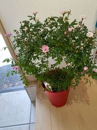 ミニ薔薇須磨についての質問です 今日お花屋さんで叩き売りをされていた Yahoo 知恵袋