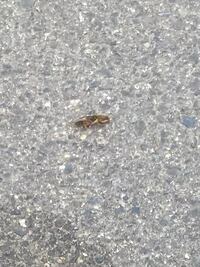 この虫はなんですか ケラです けっこうかわいいですよ Yahoo 知恵袋