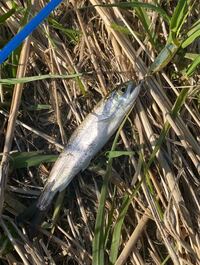 写真の魚の種類わかる方教えてください また 他の似てる魚との見分け方 Yahoo 知恵袋