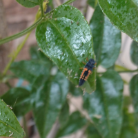 この虫はテントウムシの幼虫ですか テントウムシは益虫と聞い Yahoo 知恵袋