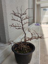 天皇梅が枯れた 3月頃に花が咲いていた天皇梅を購入したのですが Yahoo 知恵袋